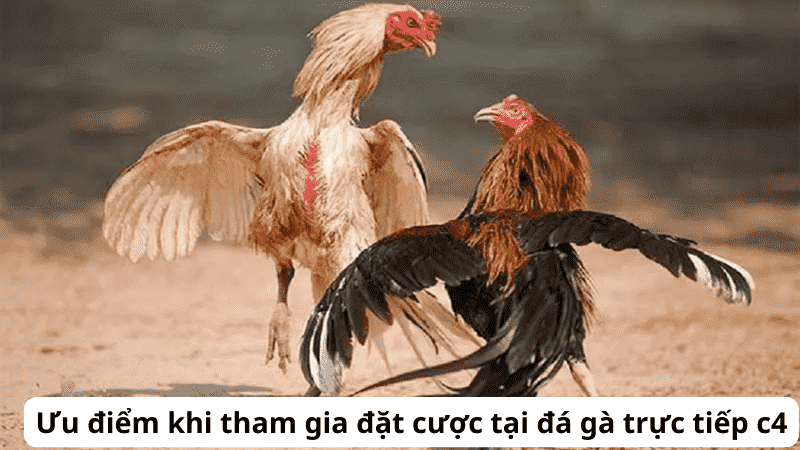 Lịch sử và văn hóa đá gà