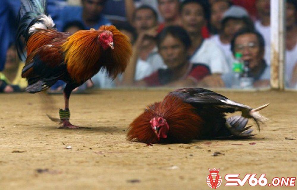 Các loại hình đá gà phổ biến